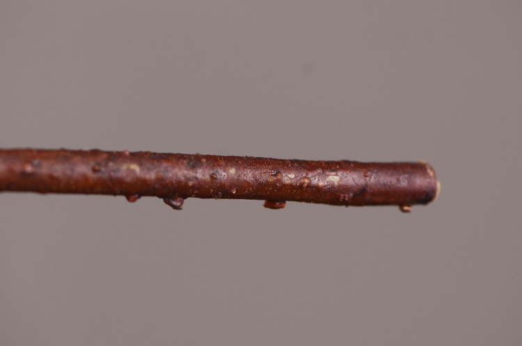 Factory direct sales, wholesale of in-stock inventory of artificial large needle cushion flowers, artificial flower sets, wholesale of living room, dining table, entrance hall, desktop decoration, flower arrangement and ornaments pic 42