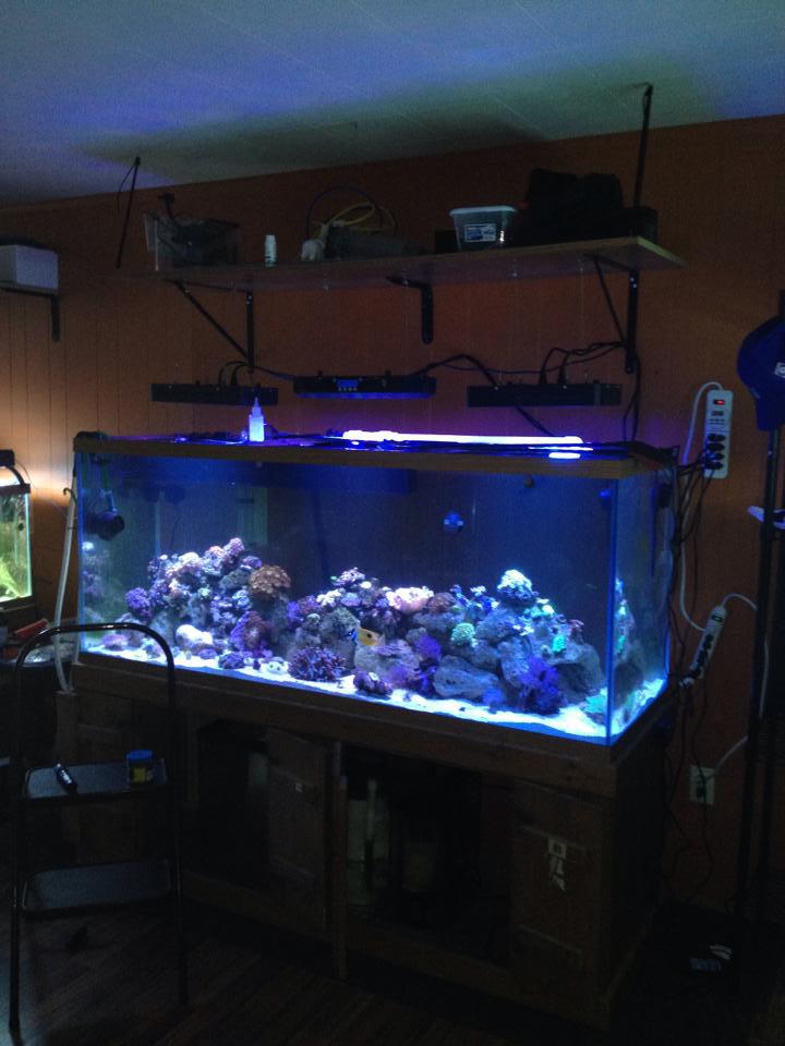 165W aquarium lamp, dimmable, Marine tank, coral aquatic plant lamp, fish tank lighting, full-spectrum Marine coral fish tank pic 23