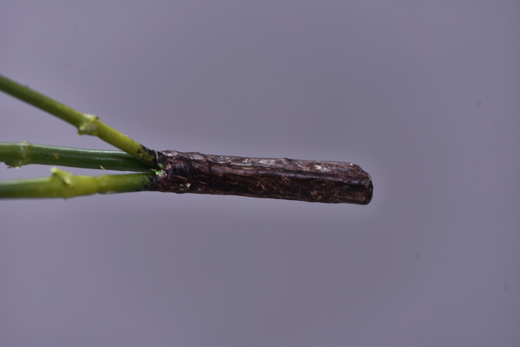 Factory direct sales of artificial bamboo leaves, new Chinese style Zen-like artificial leaves wholesale, 2-prong bamboo leaves, flower and leaf materials, green plants, Lanjin artificial plants pic 10