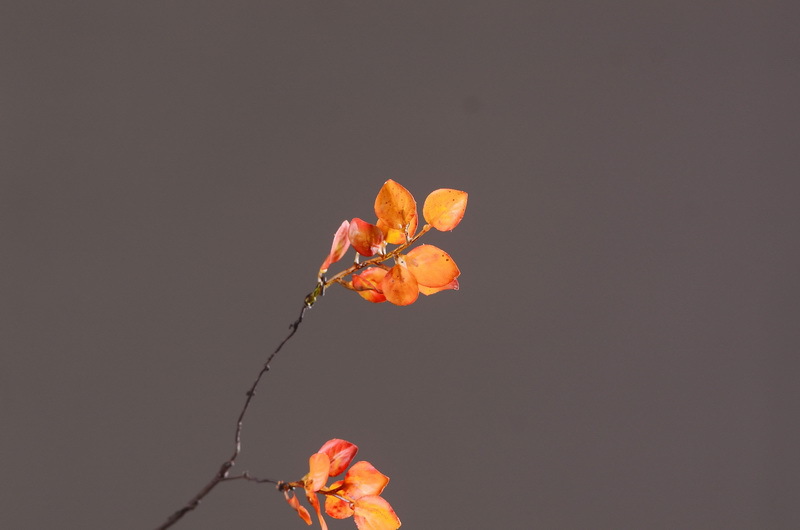 Flower Knowledge, simulating spring rain leaves, New Chinese-style Zen-inspired soft furnishings, flower leaf materials, simulating touch, autumn leaves, home decorations, floral art pic 14