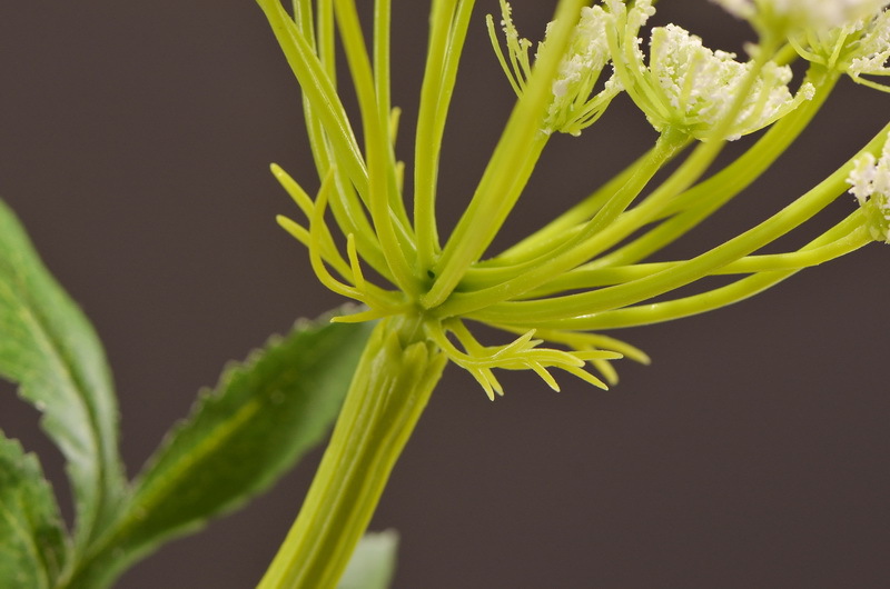 Wholesale of artificial lace and artificial green plants from the original factory, flower arrangement materials, and artificial plants for home, hotel, wedding and decoration pic 8