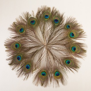 现货批发25-130cm孔雀羽毛 天然大眼睛孔雀毛diy手工饰品头饰装饰详情11