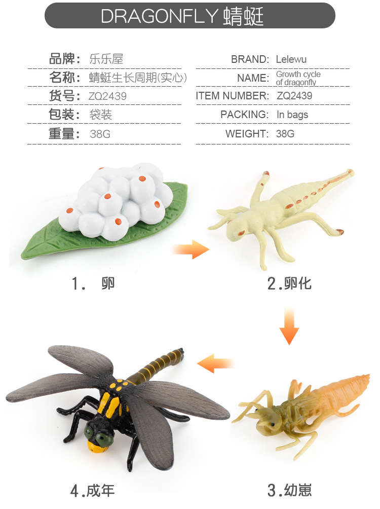 蜻蜓成长周期_03.jpg