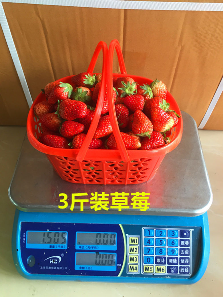 草莓采摘篮塑料水果篮-斤蓝莓樱桃桑葚杨梅手提塑料筐快递包邮详情7