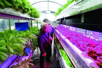 Full-spectrum LED144*3W plant growth lamp, greenhouse coral growth lamp pic 9