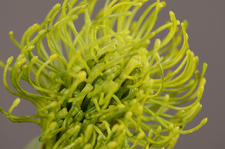 Factory direct sales, wholesale of in-stock inventory of artificial large needle cushion flowers, artificial flower sets, wholesale of living room, dining table, entrance hall, desktop decoration, flower arrangement and ornaments pic 51