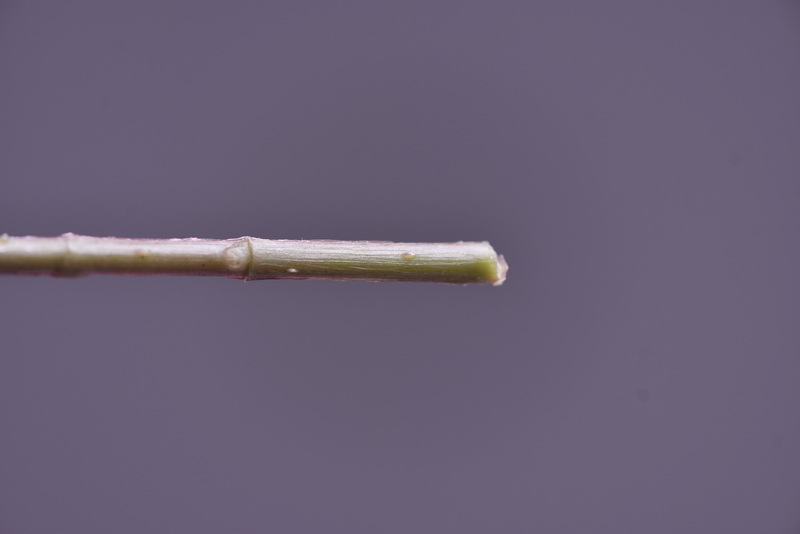 Simulated retro charred edge rose bud home, hotel, banquet table flower, high-end simulated rose, simulated dried flower pic 25