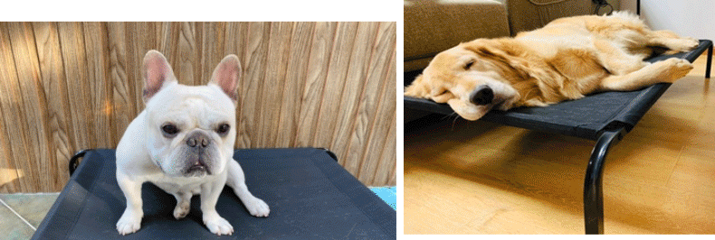 Pet camp bed, dog cool bed, iron frame mesh suspended bed, moisture-proof, breathable and sturdy bed pic 18
