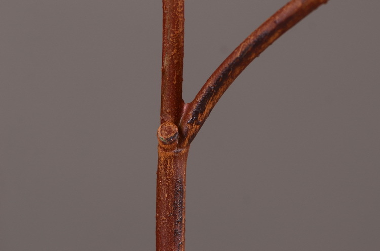 Dongli Source Factory, wholesale and direct sales of artificial plants in stock, wholesale of India leaves, autumn color leaves, hand-held flowers, leaf materials, props, flower art, bonsai, home decoration flowers pic 20