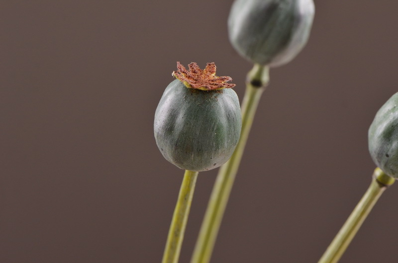 Original factory products, artificial fruits, flower arrangement materials, wabi-sabi style, simple country style, artificial fruits wholesale, artificial flowers pic 26