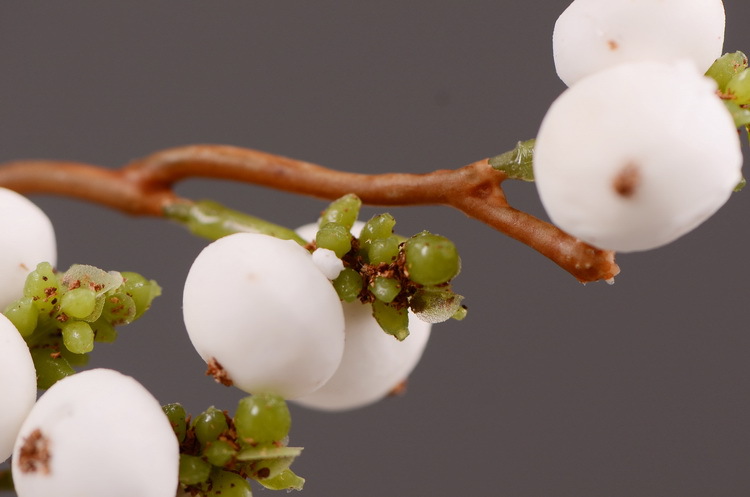 Dongli Wholesale Factory Director Direct sales of artificial ginkgo nuts, artificial flowers, wholesale of artificial flowers, home decorations, living room and dining room flower arrangements, flower art, artificial berries and fruits, one-piece consignment pic 25