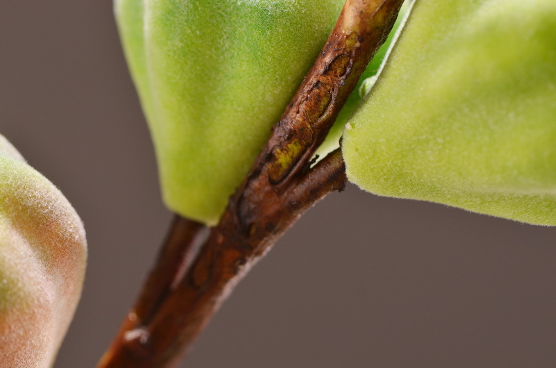 Wholesale of original factory flocking artificial figs, ins popular flower arrangements, artificial berries, entrance hall and hotel decoration pic 7