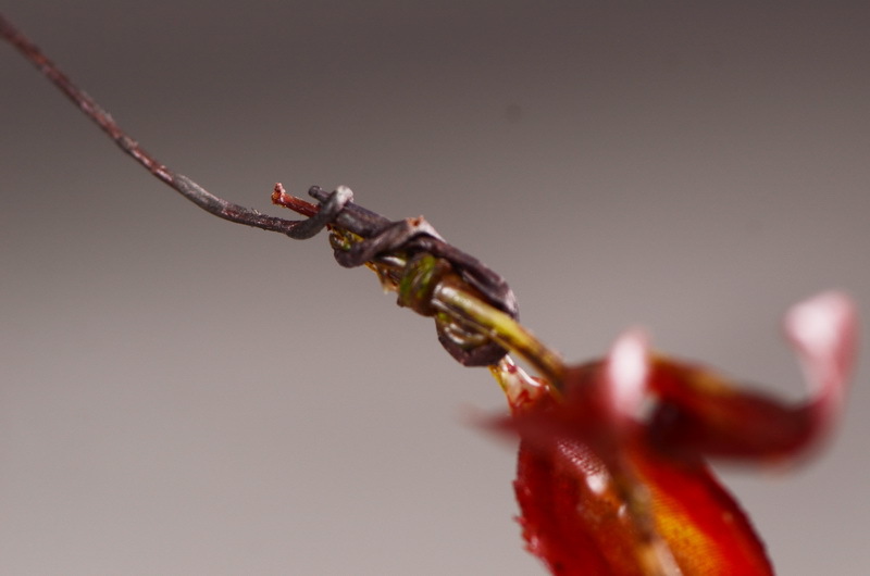 Flower Knowledge, simulating spring rain leaves, New Chinese-style Zen-inspired soft furnishings, flower leaf materials, simulating touch, autumn leaves, home decorations, floral art pic 25