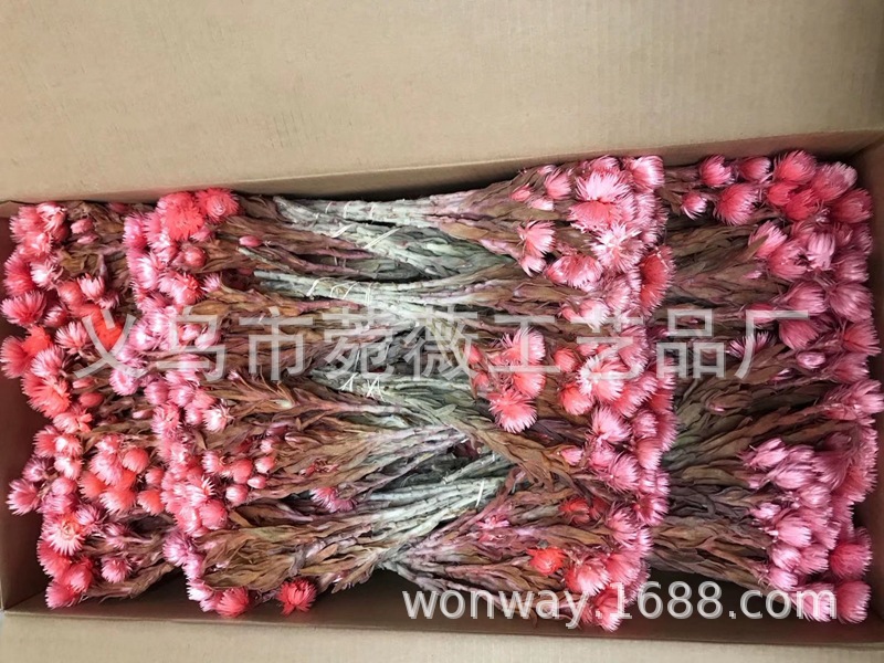 Natural plant preservation eternal flower Atlantis wood hydrangea floating bottle, special for flower arrangement handicrafts pic 9
