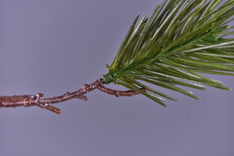 Wholesale of original factory imitation pine needles, home furnishing mall, wedding Zen-themed imitation plant decorative items, imitation pine branches pic 7