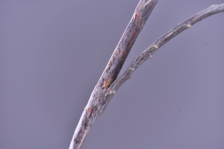 Wholesale of artificial apple branches, multi-leaf home decoration fruit branches, new Chinese-style New Year decoration berries from the manufacturer pic 24