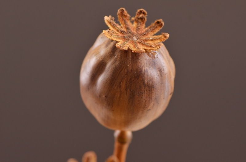 Wholesale of high-end artificial fruits, artificial flowers, photography props, teaching AIDS, dried artificial flowers and flower arrangement materials from the original factory pic 7