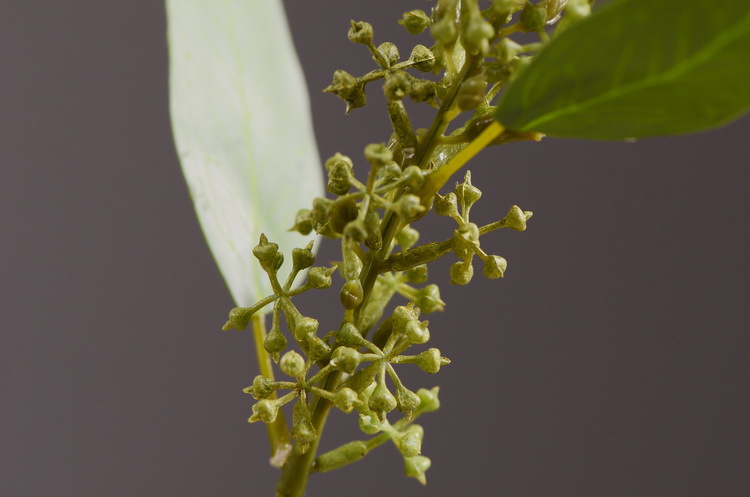 Dongli Flower Industry Decoration Green Nordic Home Artificial Flower Plants Wholesale Flower arrangement materials Artificial leaves, small branches with fruits eucalyptus leaves pic 12