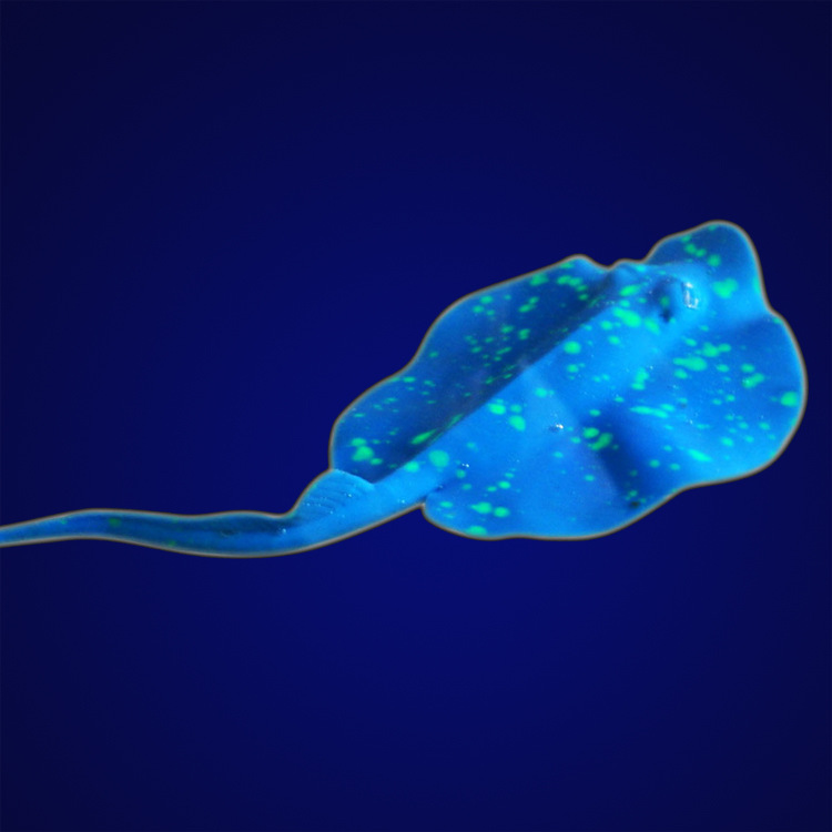 鱼缸仿真魔鬼鱼 荧光魔鬼鱼 水族造景塑料假鱼水母 厂家批发详情32