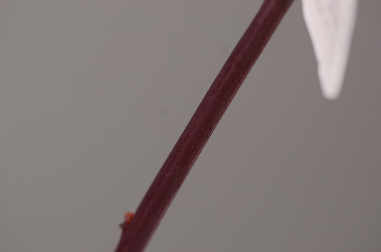 Dongli Flower Industry, the original manufacturer, offers direct sales of green plants in stock, wholesale of artificial leaves, round leaves with fruits, eucalyptus leaves, eucalyptus leaves, and one-piece consignment pic 49