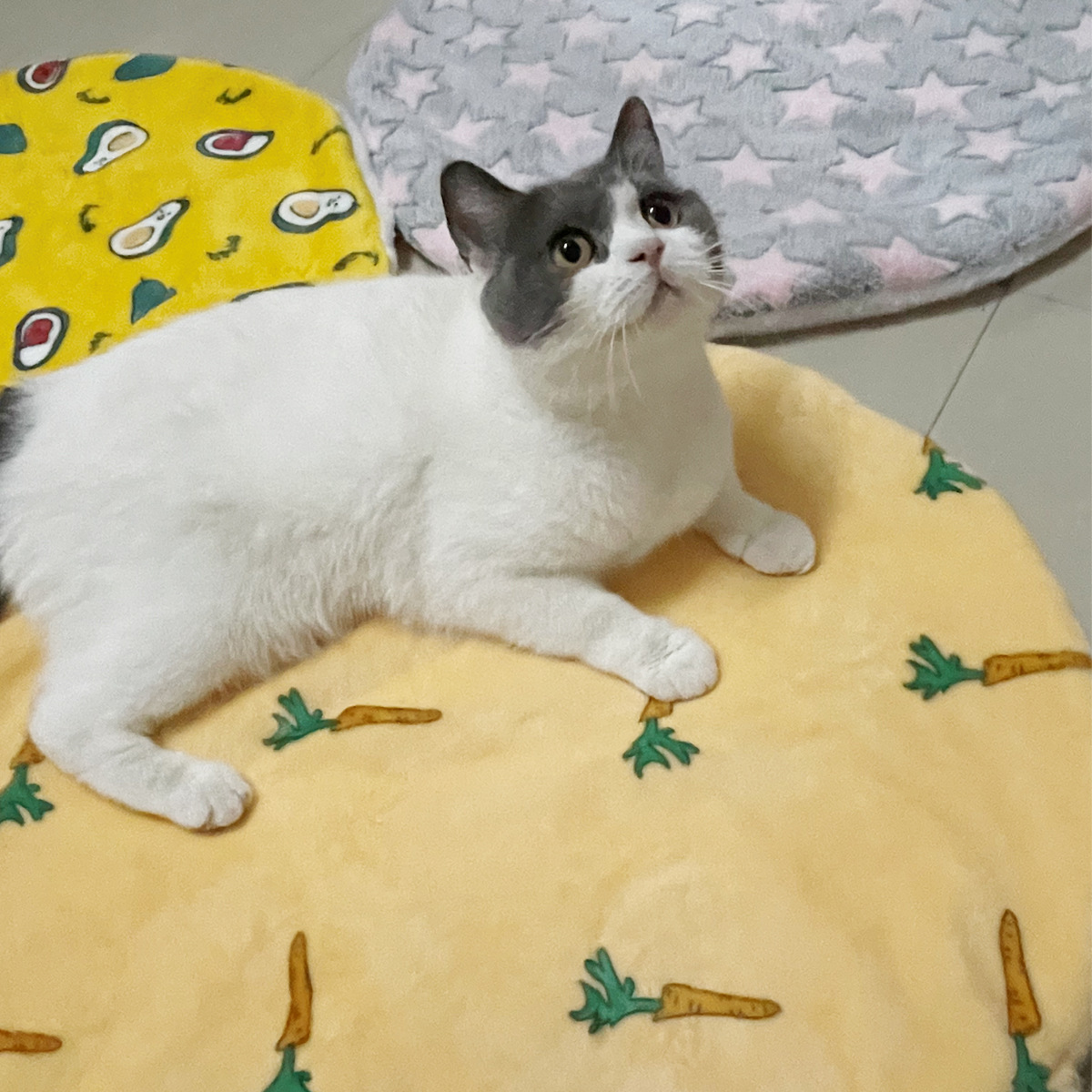 Круглый кошачий коврик, кошачий питомник pic 10