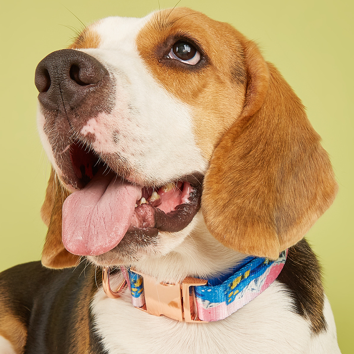 MIDI Cross-border New pet medium and large-sized dog imitation nylon printing factory wholesale adjustable and etchable alloy buckle dog collar pet supplies Pet collar buckle metal pic 5