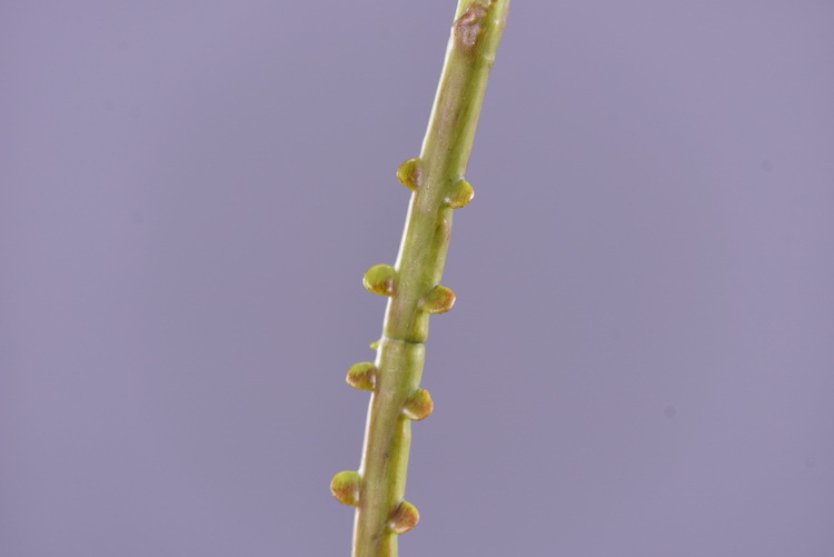 Factory direct sales of artificial green plants wholesale, artificial fern leaves, peacock fern, home banquet, homestay, wedding artificial plants, Lanjin artificial ferns pic 34