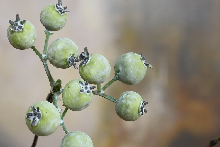 Dongli offers wholesale of grayish-white artificial berries with one-piece consignment, Chinese Zen-inspired ceramic vases for decoration and display, artificial flowers, wild fruits, and horse mulberry fruits pic 21