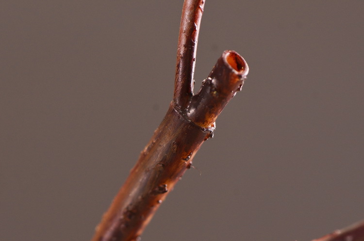 Factory direct sales of realistic chestnut fruit branches, home decoration realistic simulation flowers, model rooms, hotel soft decoration realistic fruits pic 6