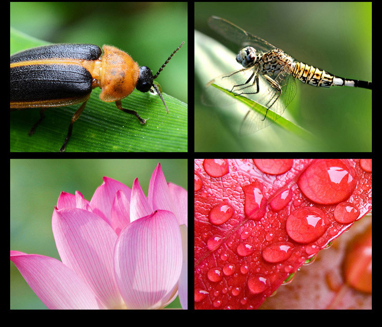 手机镜头手机夹手机37MM 0.45X 49UV广角+微距二合一手机镜头镜头放大器详情12