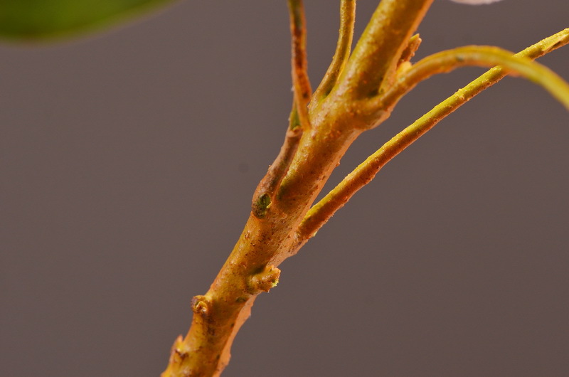 Wholesale of high-end artificial flowers such as faux emperor flower, South African princess flower, flocked faux flowers, hotel banquet table flowers, and homestay decoration pic 11