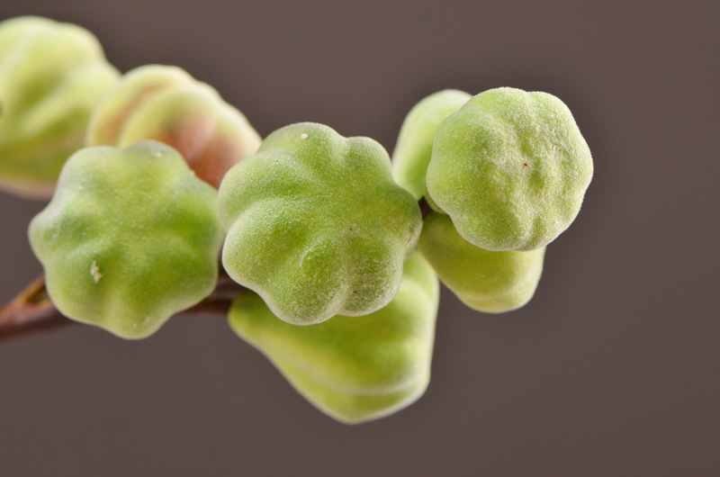 Wholesale of original factory flocking artificial figs, ins popular flower arrangements, artificial berries, entrance hall and hotel decoration pic 6