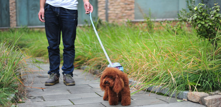 Pet backpack for portable and cute cartoon dog backpack with built-in leash. Dog schoolbag and pet backpack pic 18