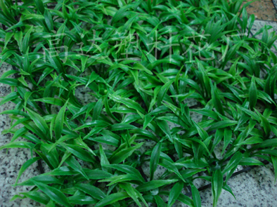 Artificial turf, eucalyptus plastic turf, artificial turf, carpet grass, artificial turf manufacturer pic 2