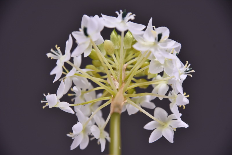 High-end artificial flower wholesale with simulated Bethlehem Star line floral design and simulated velvet decorative artificial flowers pic 10