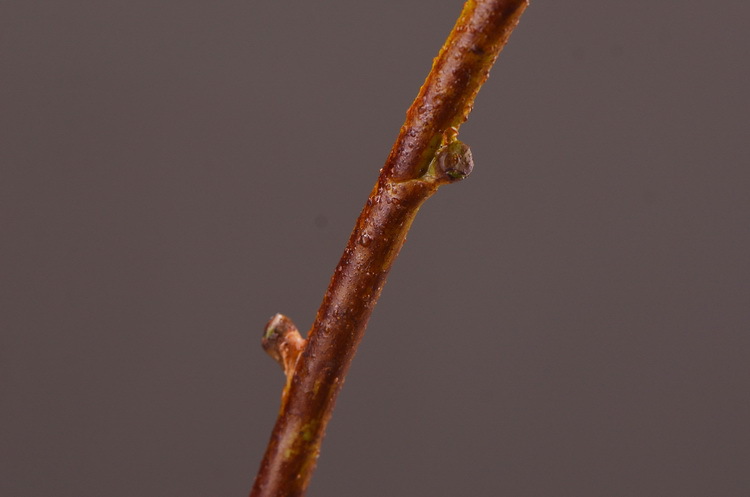 Dongli Factory direct sales, wholesale of artificial flowers, purple mist grass, purple dew grass, home decoration, artificial living room model rooms, artificial flower ornaments, one-piece consignment pic 13