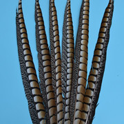 厂家批发珍珠鸡毛彩色羽毛 服装DIY手工工艺品饰品耳环材料野鸡毛详情9