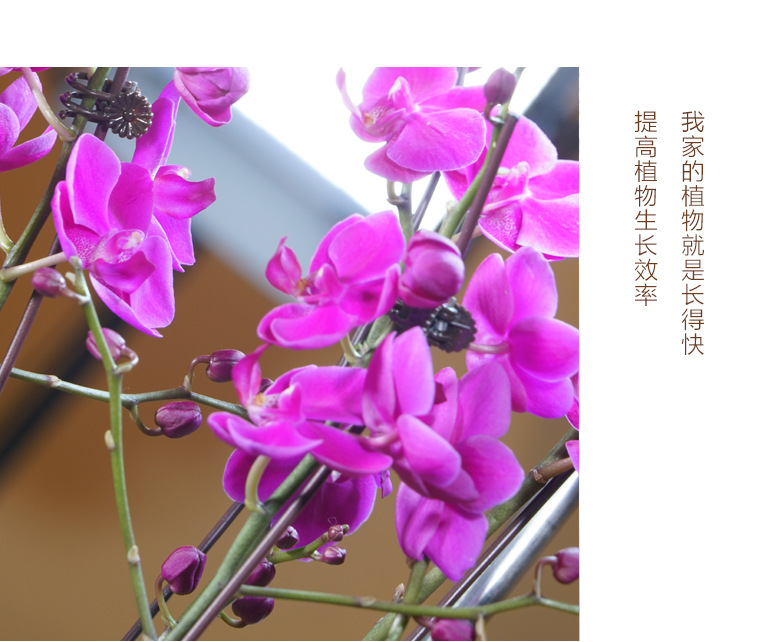 LAN Yuan Smart Flower POTS Office smart planting potted plants Creative flower POTS fully automatic flower POTS white pic 24