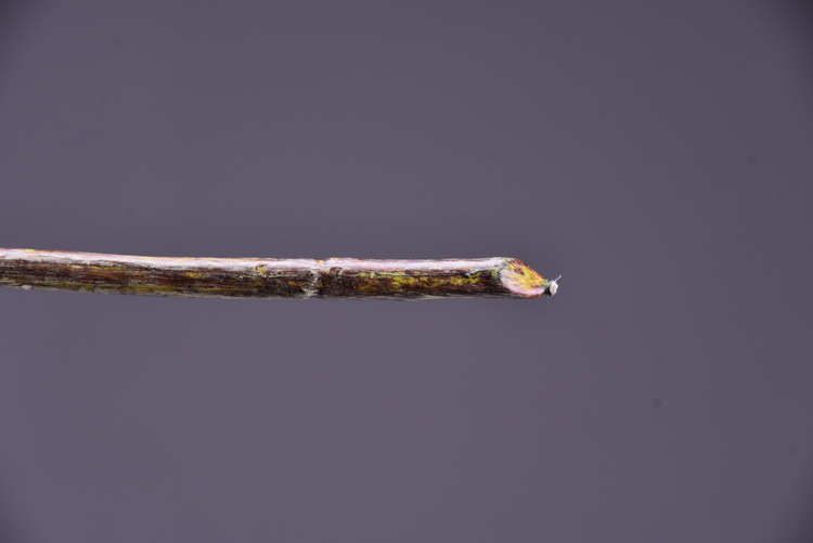 Wholesale artificial yellow osmanthus and laurel, green landscape garden artificial trees, decorative golden osmanthus leaves, home, hotel and homestay artificial flowers pic 35