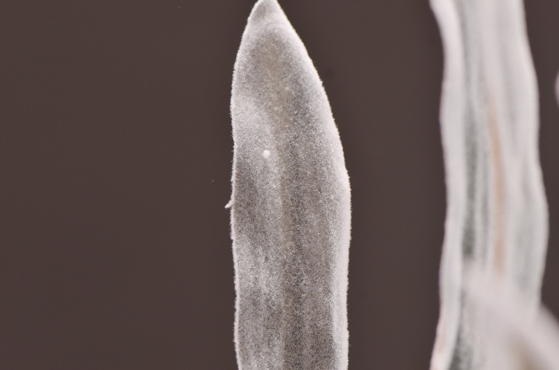 Dongli Flower Industry Factory Direct sales, wholesale of artificial flowers and fake flowers, 2-fork-scented green leaves, home decoration sample rooms, photography fake flower ornaments, one-piece consignment pic 13