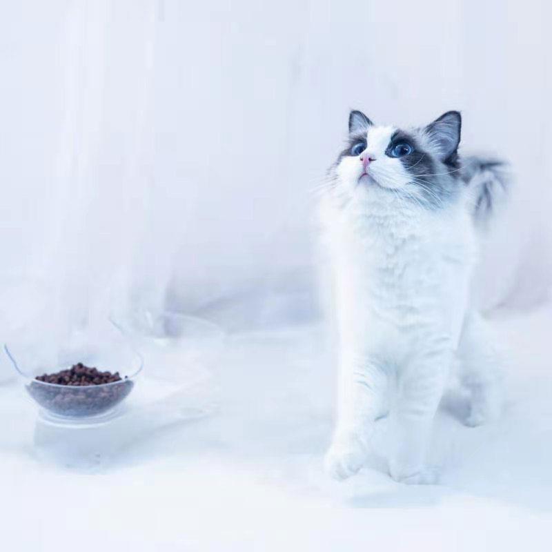 Pet bowl, cat neck guard, transparent tilted cat face, double bowl, dual-purpose, splash-proof dog food set in stock pic 5
