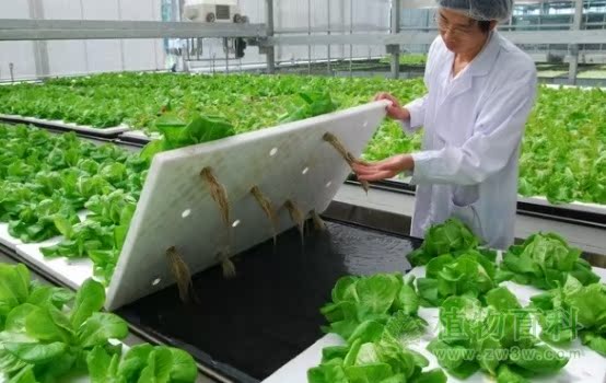 Full-spectrum LED144*3W plant growth lamp, greenhouse coral growth lamp pic 7