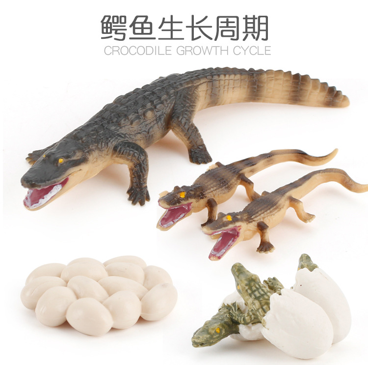 鳄鱼成长周期_02.jpg