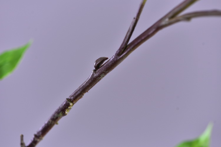 Factory direct sales of high-end artificial handballs, high-end artificial snowball flowers wholesale, modern and simple ins popular decorative artificial flowers pic 9