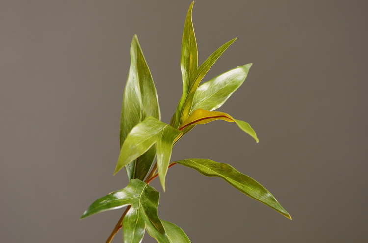 Dongli Flower Industry offers wholesale of artificial double-sided leaves, antler leaves, silver birch leaves, green plants, artificial green plants, indoor living room soft decoration, flower arrangement and matching materials pic 9