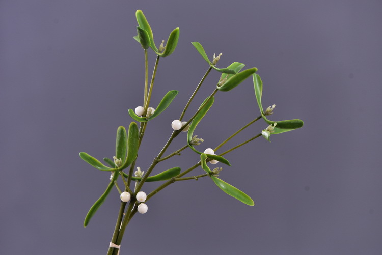 Factory direct sales of artificial mistletoe, wholesale of artificial plants, flower arrangement materials, window display, soft furnishings, pearl fruit and green plants pic 4