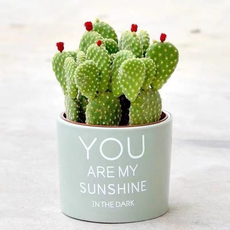 开花聚财山仙人掌办公室内花卉盆栽桌面摆设装饰招财花盆好养不死详情4