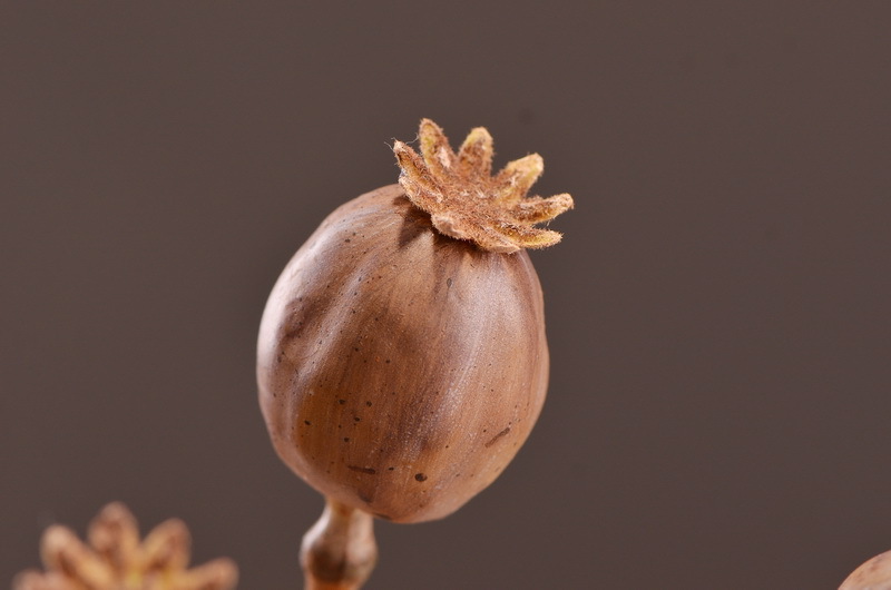 Original factory products, artificial fruits, flower arrangement materials, wabi-sabi style, simple country style, artificial fruits wholesale, artificial flowers pic 17