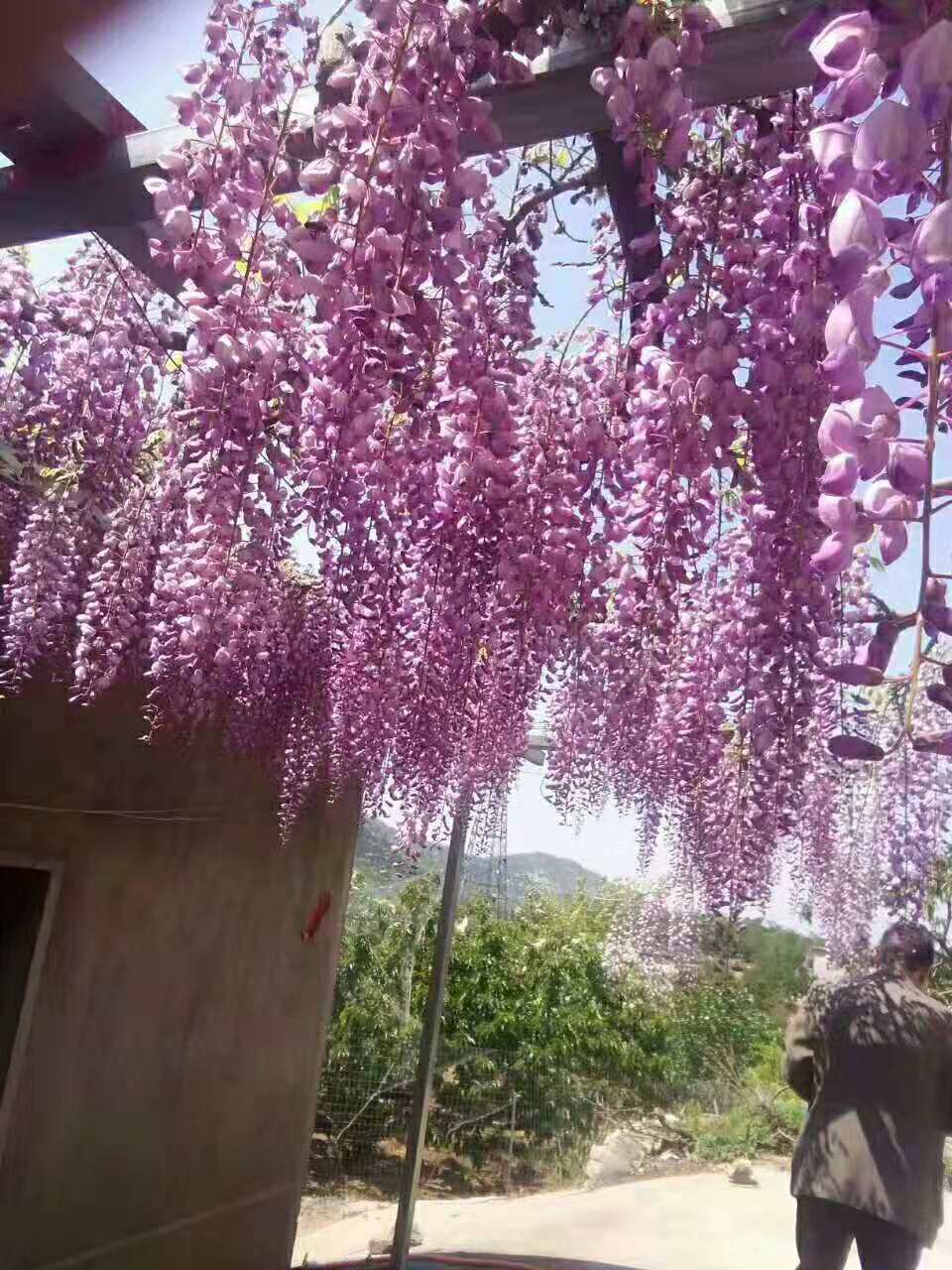 110CM simulated wisteria flower, simulated bean flower branch, bean flower strip, simulated wisteria hanging, simulated bean flower branch, wisteria strip pic 27