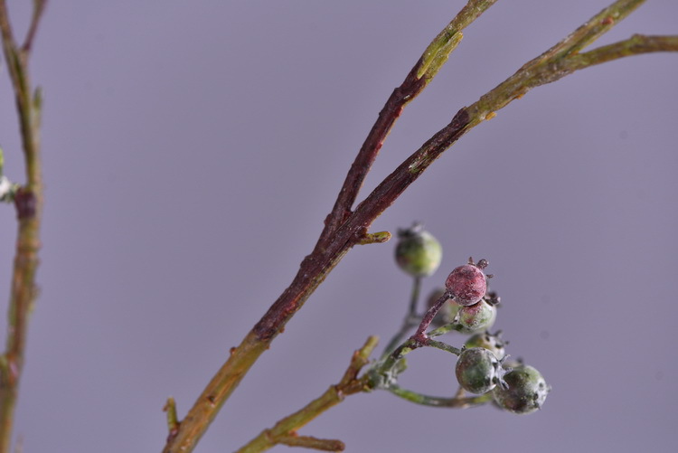 Factory direct sales of artificial Ma Sang Fruit Mountain return artificial berries wholesale living room model room banquet decoration wild fruits pic 10